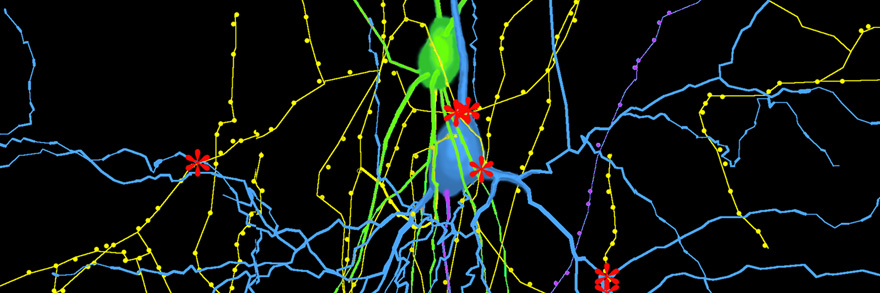 Synaptic connections between pyramidal neurons and GABAergic interneurons. The neurons were labeled with bicytin during patch clamp recording and reconstructed with Neurolucida system.