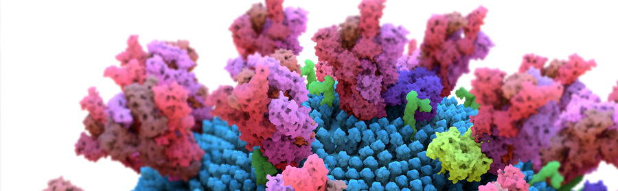 The coronavirus spike protein that mediates coronavirus entry into host cell.