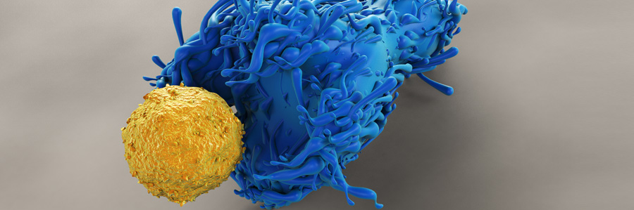 Dendritic Cell with a CD4 T Cell