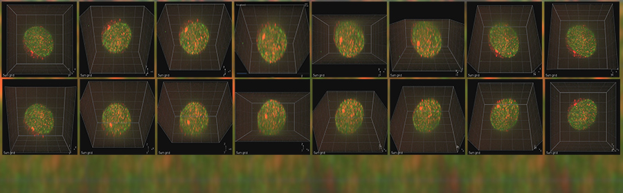 Stills from a rotating model created by the Klase Lab