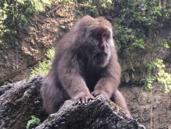 Monkey at Emei Mt in Sichuan, China.