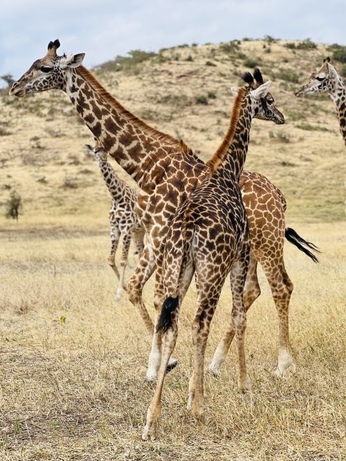 Giraffes seen during MD student Talmadge Gaither's global health experience in Tanzania