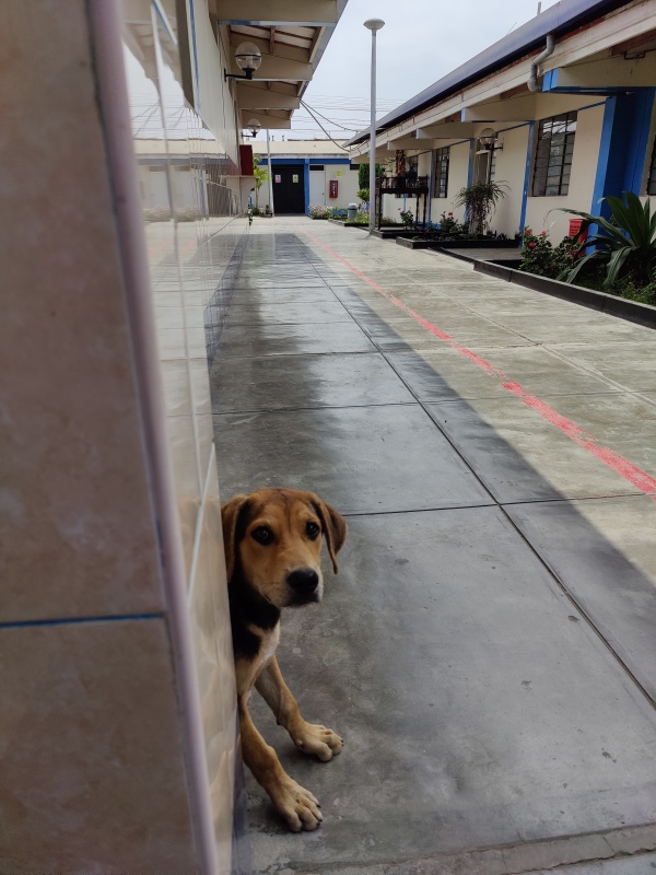 A street dog in Peru