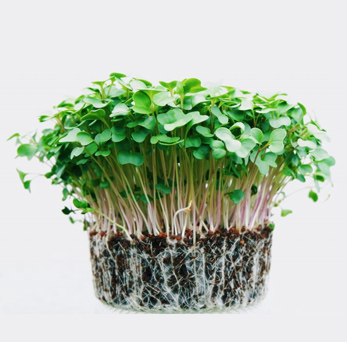 Microgreens Outreach Project