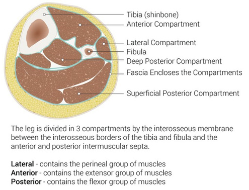 Leg Compartments (Image Source: Crozer Chester Emergency Medicine Residency)