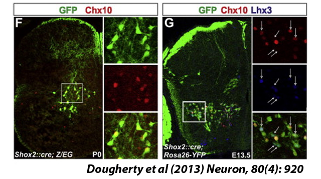 Dougherty et al (2013) Neuron, 80(4):920 - Spinal Cord Research Center