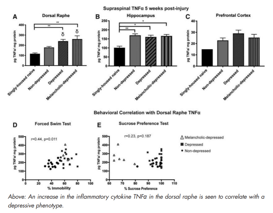 An increase in the inflammatory cytokine TNFα in the dorsal raphe is seen to correlate with a depressive phenotype.