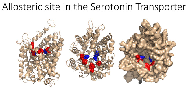 Allosteric site in the Serotonin Transporter image from the Mortensen Lab at Drexel University College of Medicine.