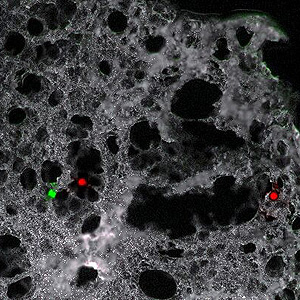 Lung with red and green highlights from the Alessandro Fatatis Research Laboratory.