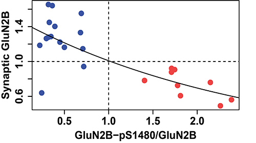 Inverse correlation between the levels of GluN2B-pS1480 and GluN2B-containing NMDAR synaptic content. (Sanz-Clemente Lab)