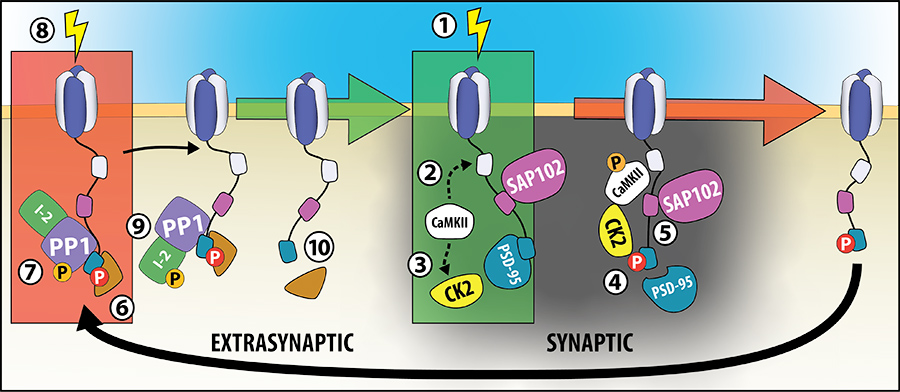 A model for s/exNMDAR balance regulation. Synaptic vs extrasynaptic.