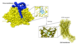 Synergy of HIV-1 Inhibitors