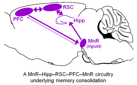 A MnR-Hipp-RSC-PFC-MnR circuitry underlying memory consolidation.