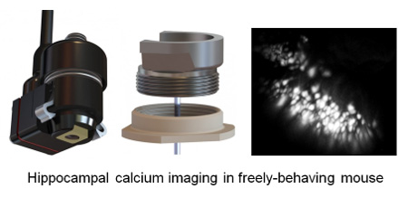 Hippocampal calcium imaging in freely-behaving mouse.