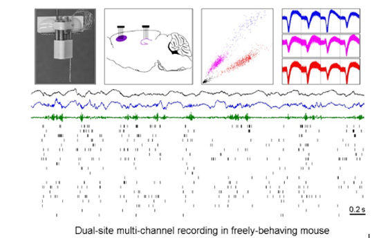 Dual-site multi-channel recording in freely-behaving mouse.