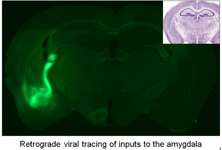 Retrograde viral tracing of inputs to the amygdala.