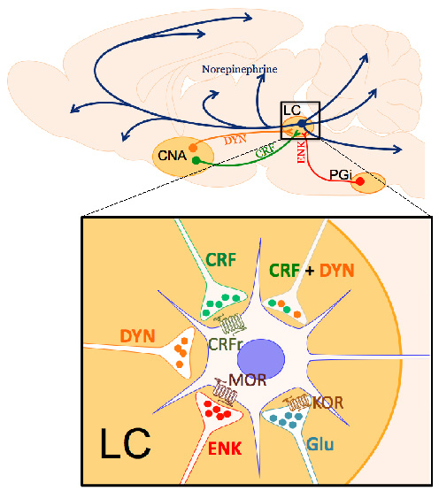 The LC is finely tuned by co-regulation between the endogenous opioids, ENK and DYN, and CRF.