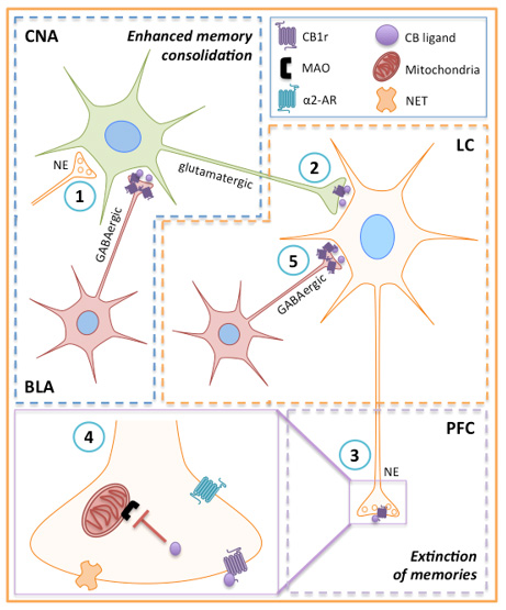 Schematic diagram depicting cannabinoid-adrenergic interactions in stress-integrative circuitry.