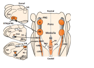 brainstem neural mechanisms responsible for neural control of breathing and neural circuits in the spinal cord