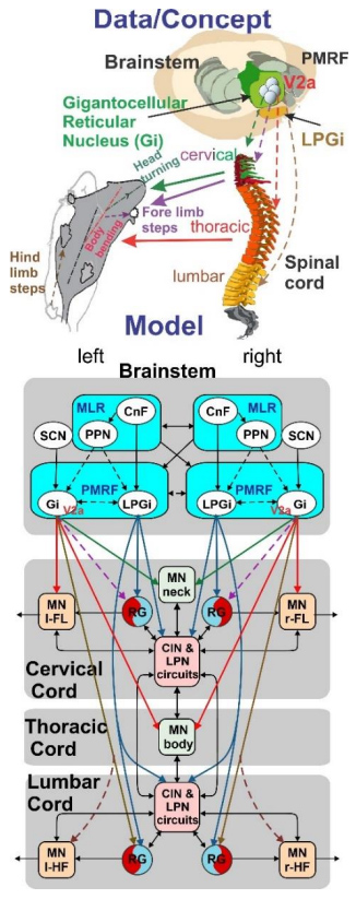 Brainstem-spinal Circuits Data/Concept (source: Laboratory for Theoretical and Computational Neuroscience)