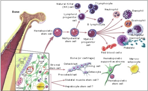 Marrow Stromal Cell Research At The Fischer Lab | Dep't Of Neurobiology ...