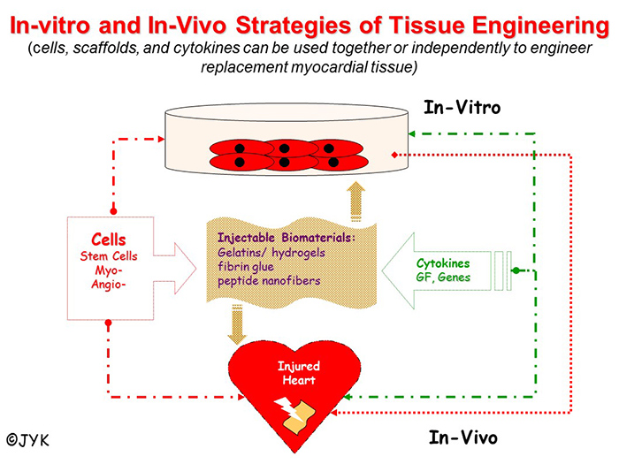 In-vitro and In-Vivo Strategies of Tissue Engineering