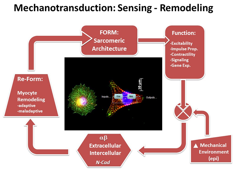Mechanotransduction: Sensing - Remodeling