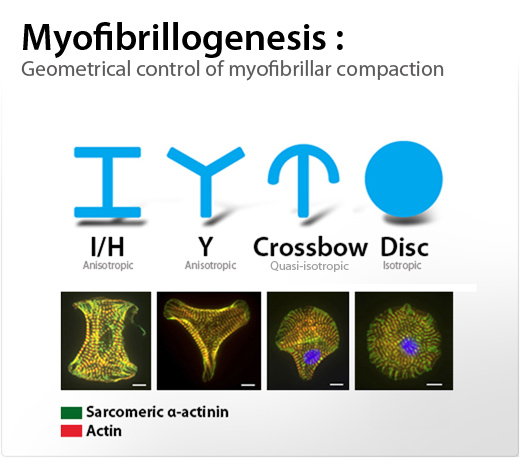Myofibrillogenesis