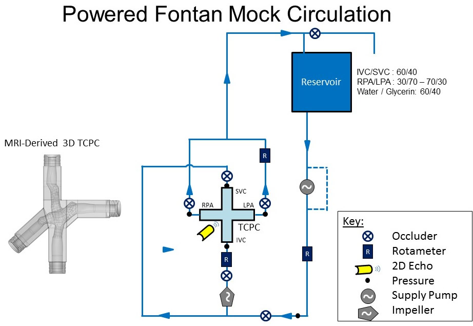 Powered Fontan Mock Circulation