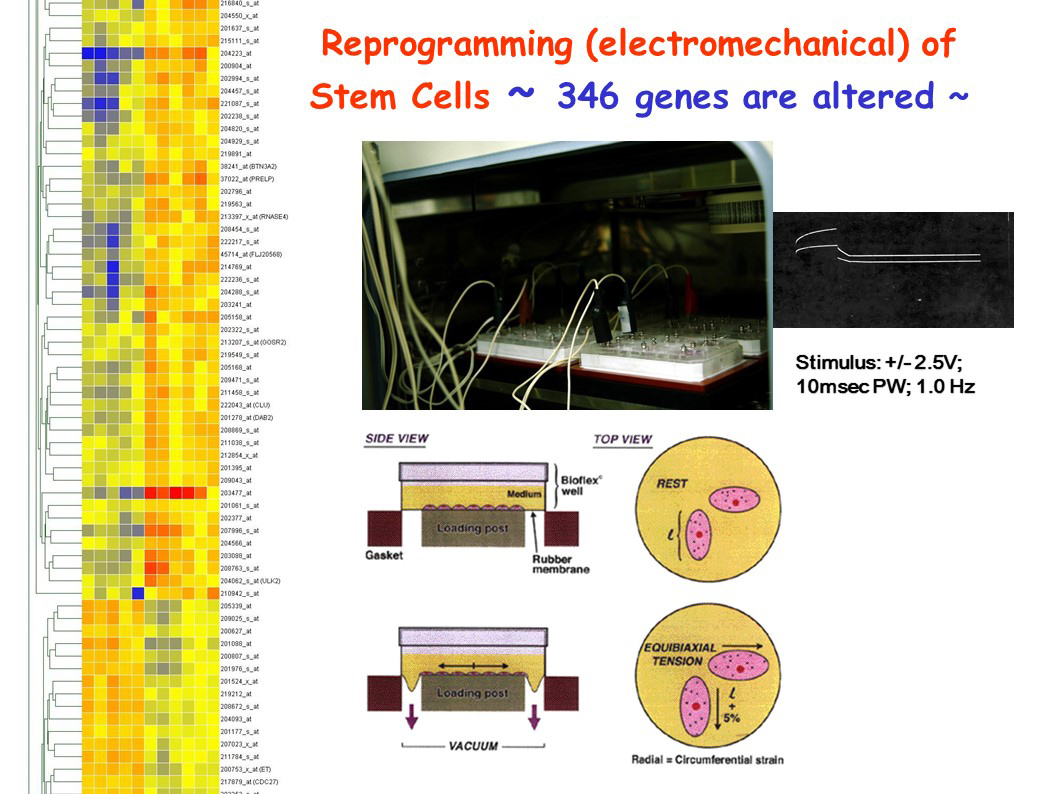 Reprogramming (electromechanical) of Stem Cells