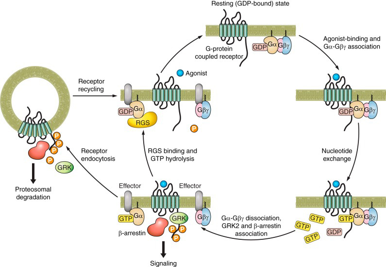 Drexel Sato Lab - G protein-coupled receptor activation and reactivation.