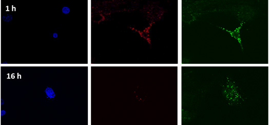 Neuronal uptake of small extracellular vesicles dual labeled for its RNA with Exo-Red dye and membrane with PKH67 (green)