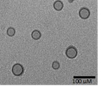 Transmission electron microscopy images of exosomes purified from mouse serum