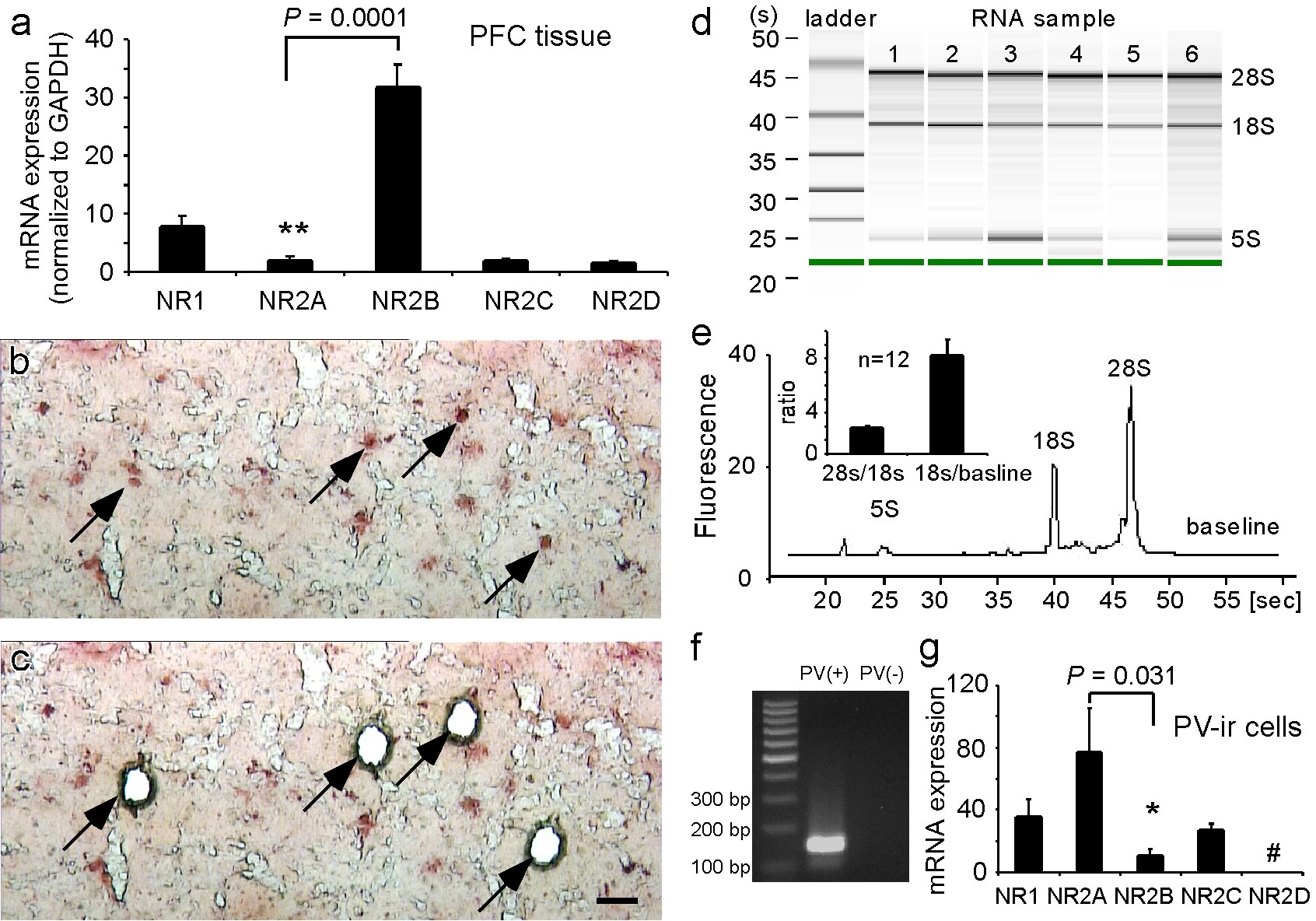 Relative mRNA expression of NMDAR subunits in adult rat PFC and parvalbumin-immunoreactive (PV-ir) interneurons.