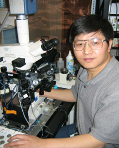 Wen-Jun Gao, PhD, Professor, Department of Neurobiology and Anatomy