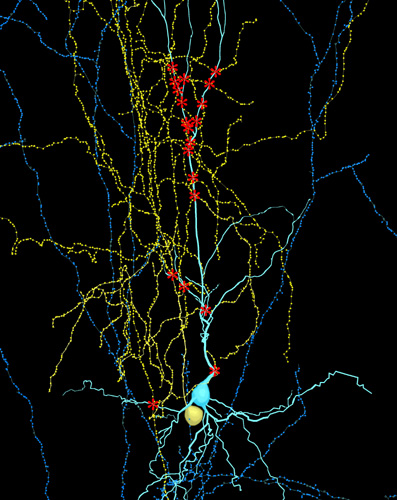 Synaptic connections between pyramidal neurons and GABAergic interneurons. The neurons were labeled with bicytin during patch clamp recording and reconstructed with Neurolucida system.