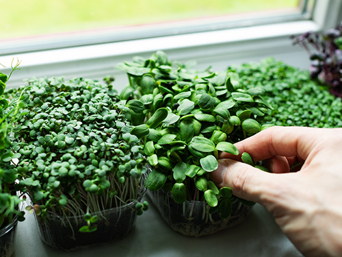 Microgreens growing on windowsill.