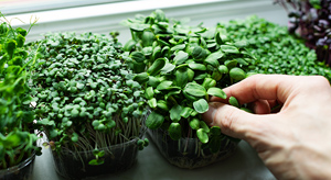 Microgreens growing on windowsill.