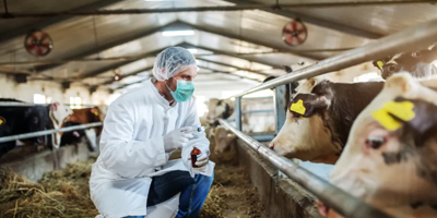 Farm worker with cows.