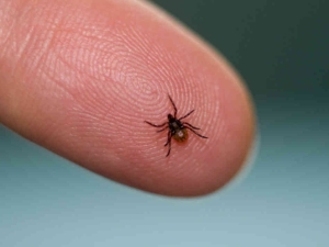 Drexel to host Lyme disease conference