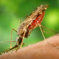 Advancements in malaria research