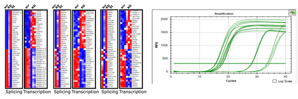Gene expression and manipulation images from the Biotechnology program at Drexel University College of Medicine.