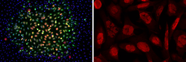 Imaging/microscopy practicum images from the Biotechnology program at Drexel University College of Medicine.