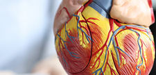 Artificial plastic model of human heart.