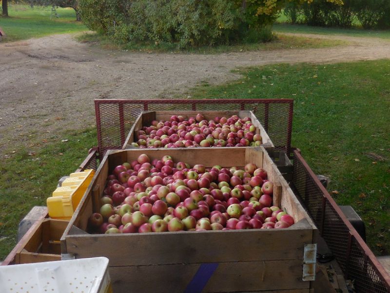 Apples on Richard Coleman's farm
