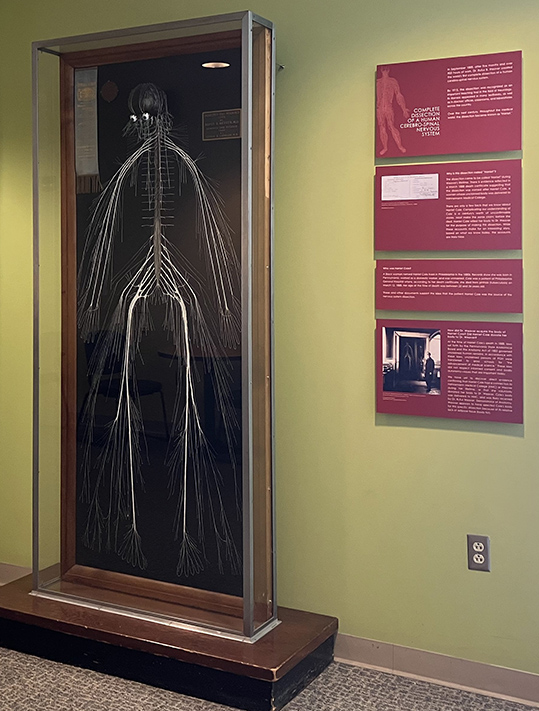 The current exhibit at Queen Lane, which includes updated text panels addressing the changed understanding of the dissection’s history.