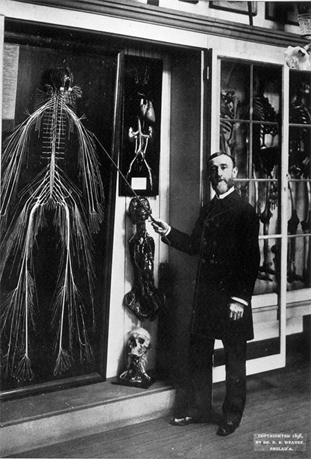 Rufus Weaver with the nervous system dissection in the College’s medical museum in 1898.