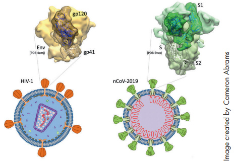 HIV-1 and nCOV-2019