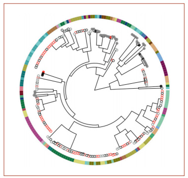 A phylogenetic tree from the genome analysis.