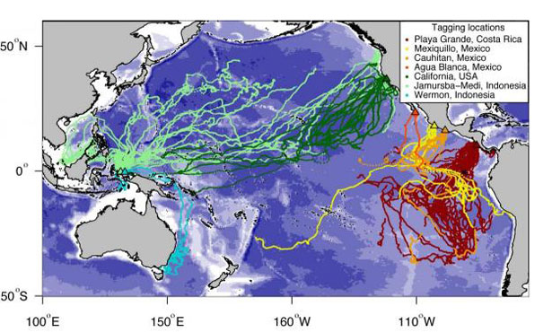 Map showing Pacific migration routes for leatherback sea turtles tracked in the study.
